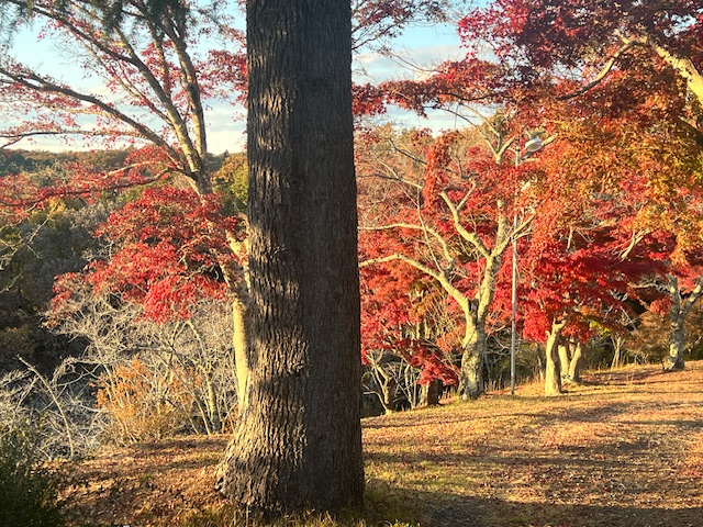 紅葉の写真2